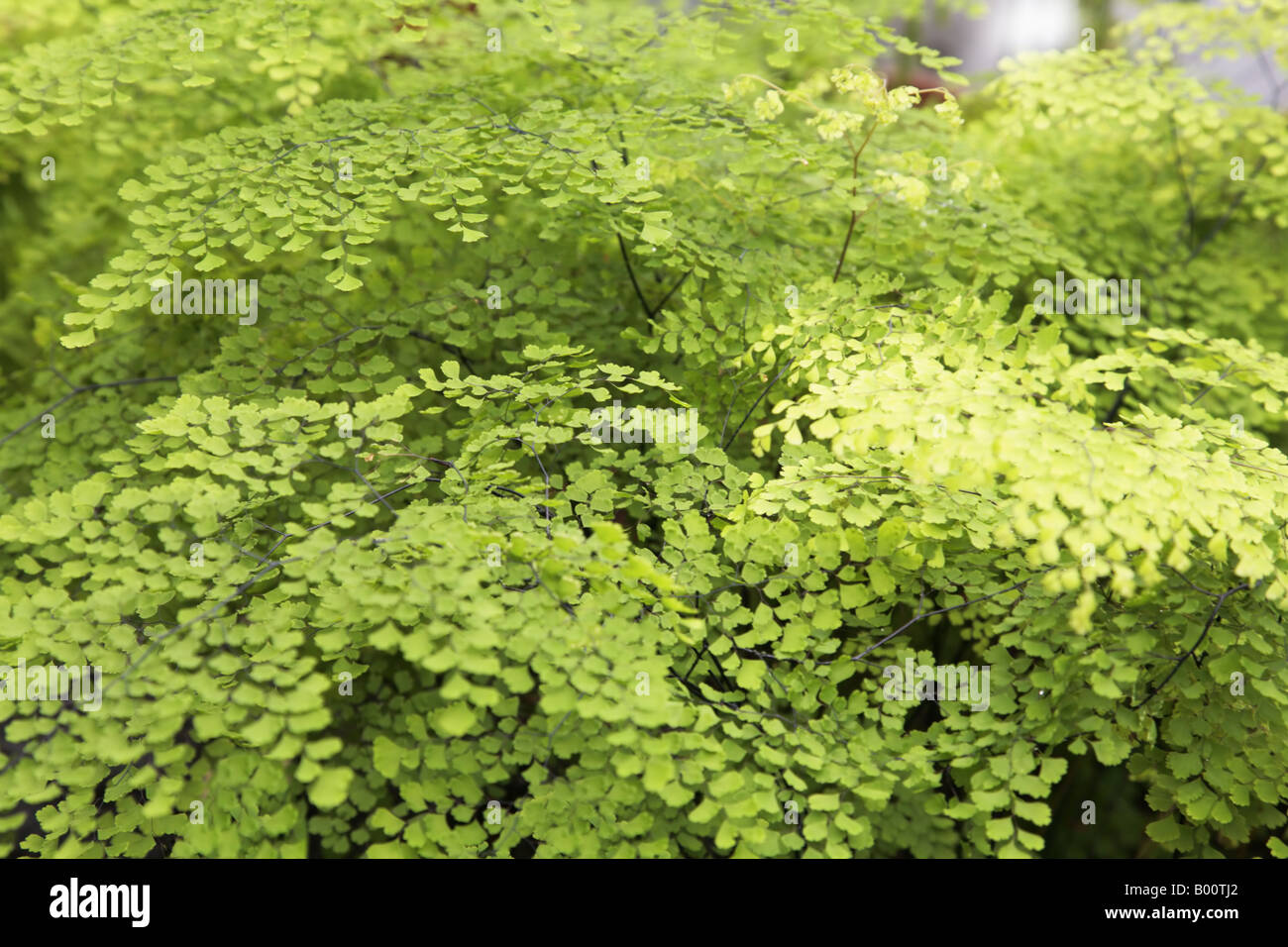 Fern, maidenhair Stock Photo - Alamy