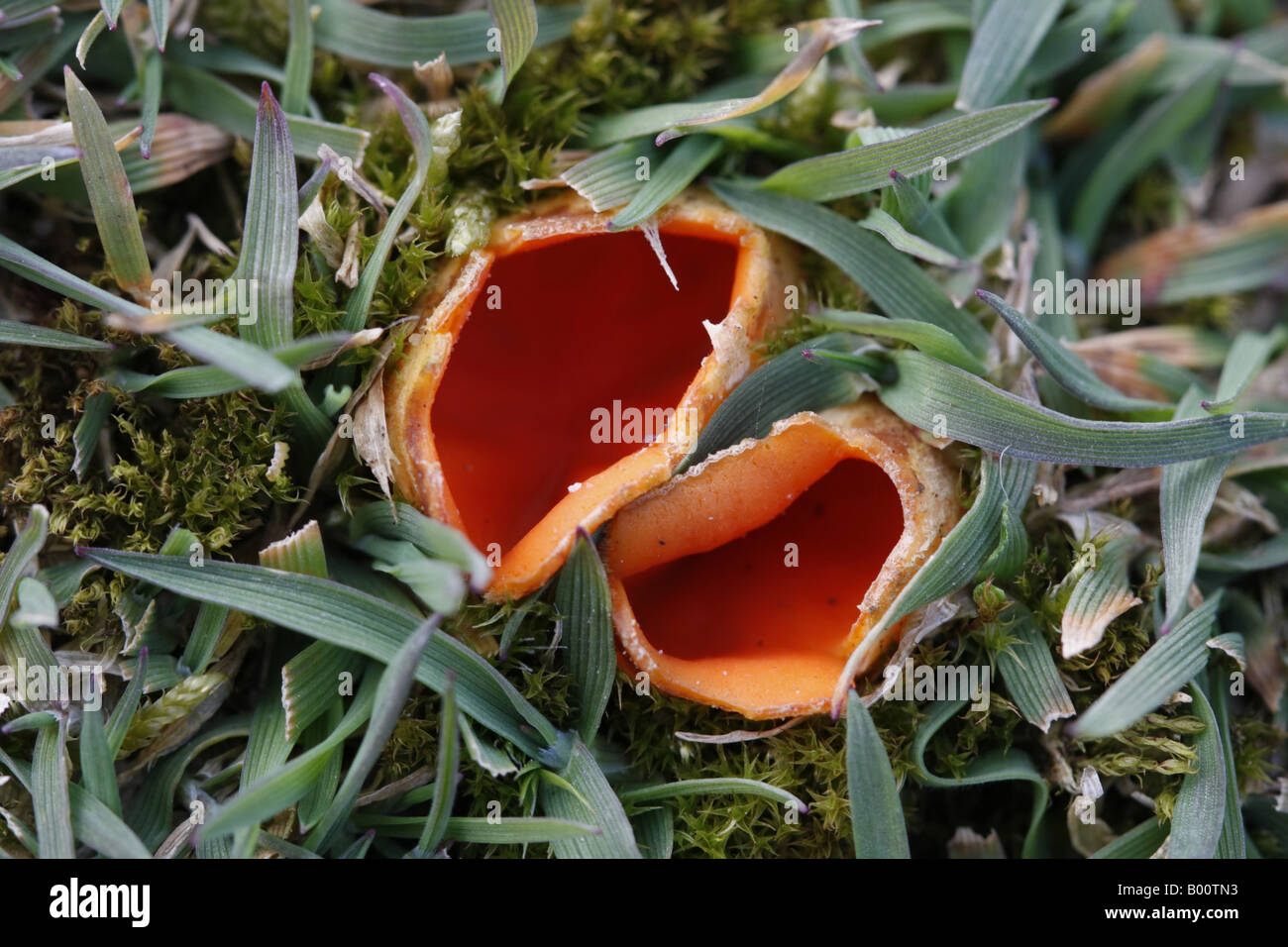 Orange coloured cup fungus Stock Photo