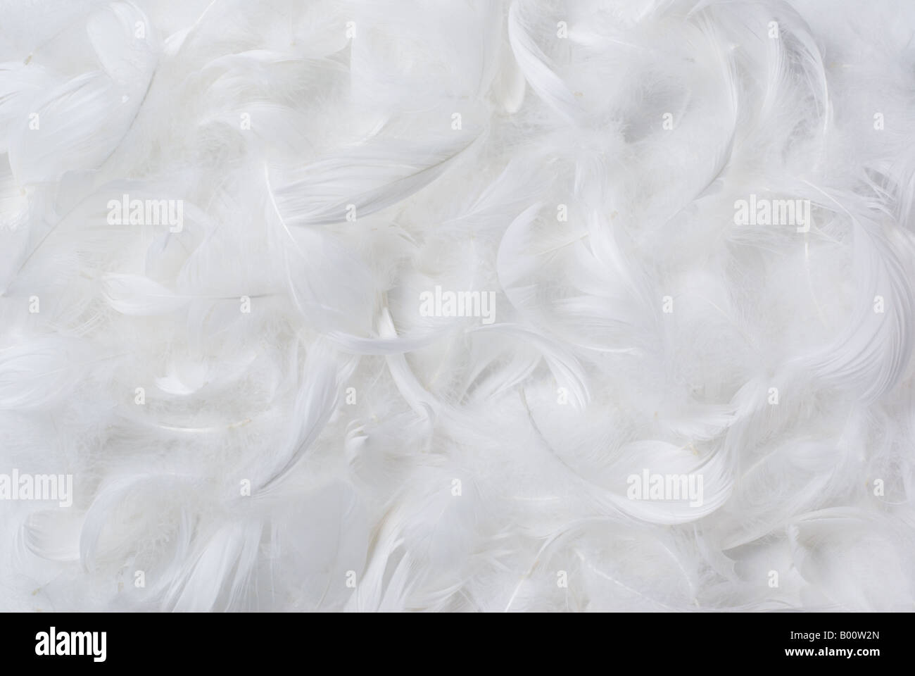 White feathers background Stock Photo - Alamy