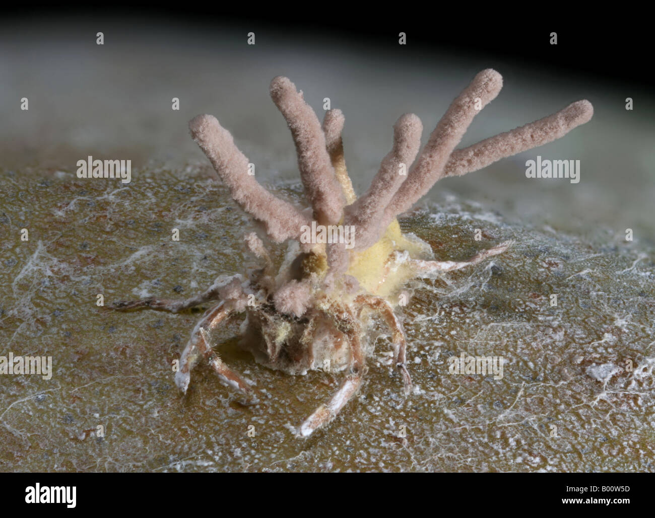 Parasitic fungus (Gibellula leiopus?) on its spider host. Stock Photo