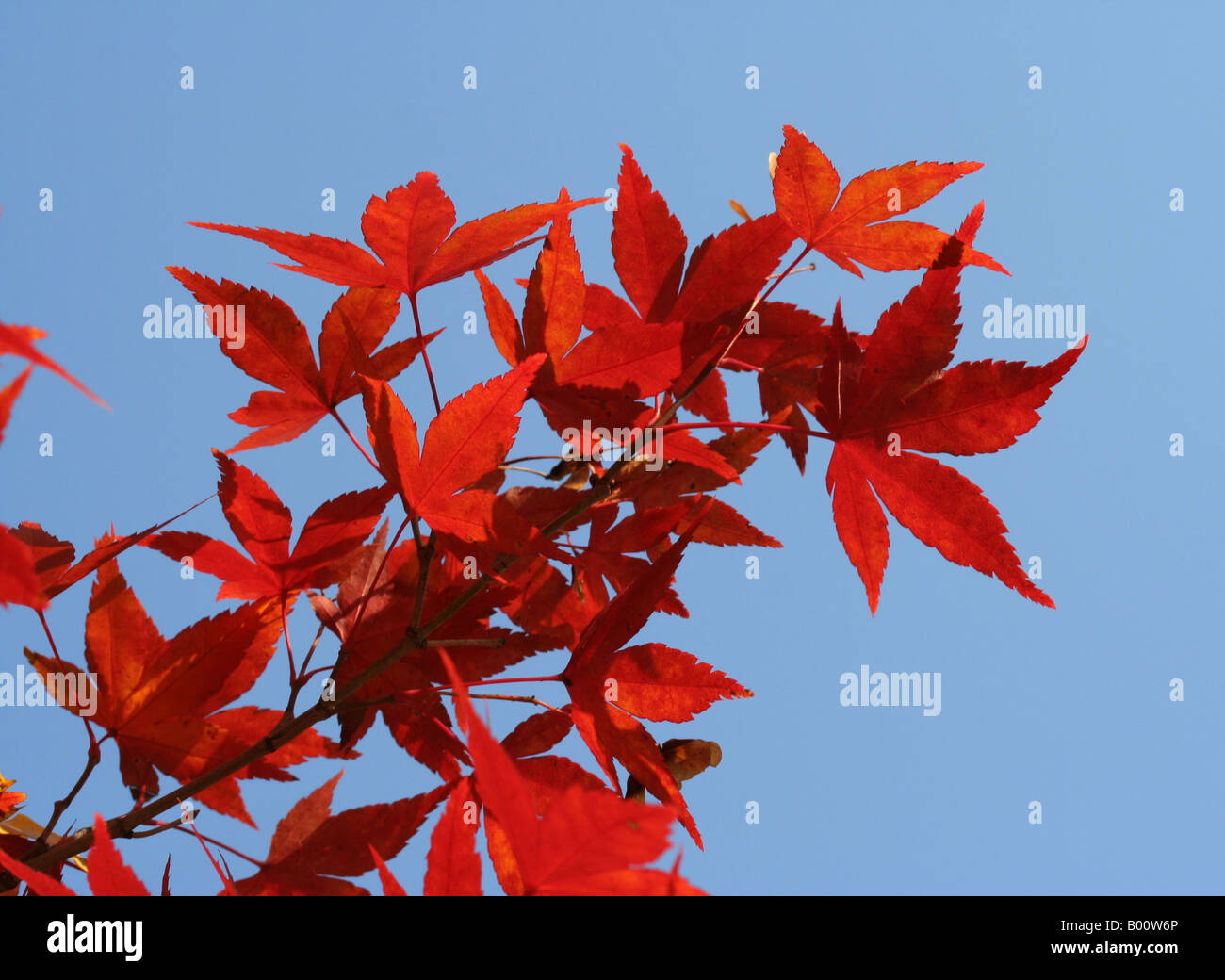 Red leaves of a Japanese maple (Acer palmatum) against a blue sky. Stock Photo