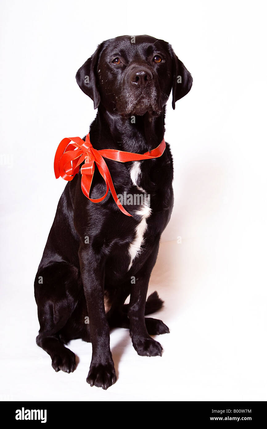Dogs as gift Stock Photo