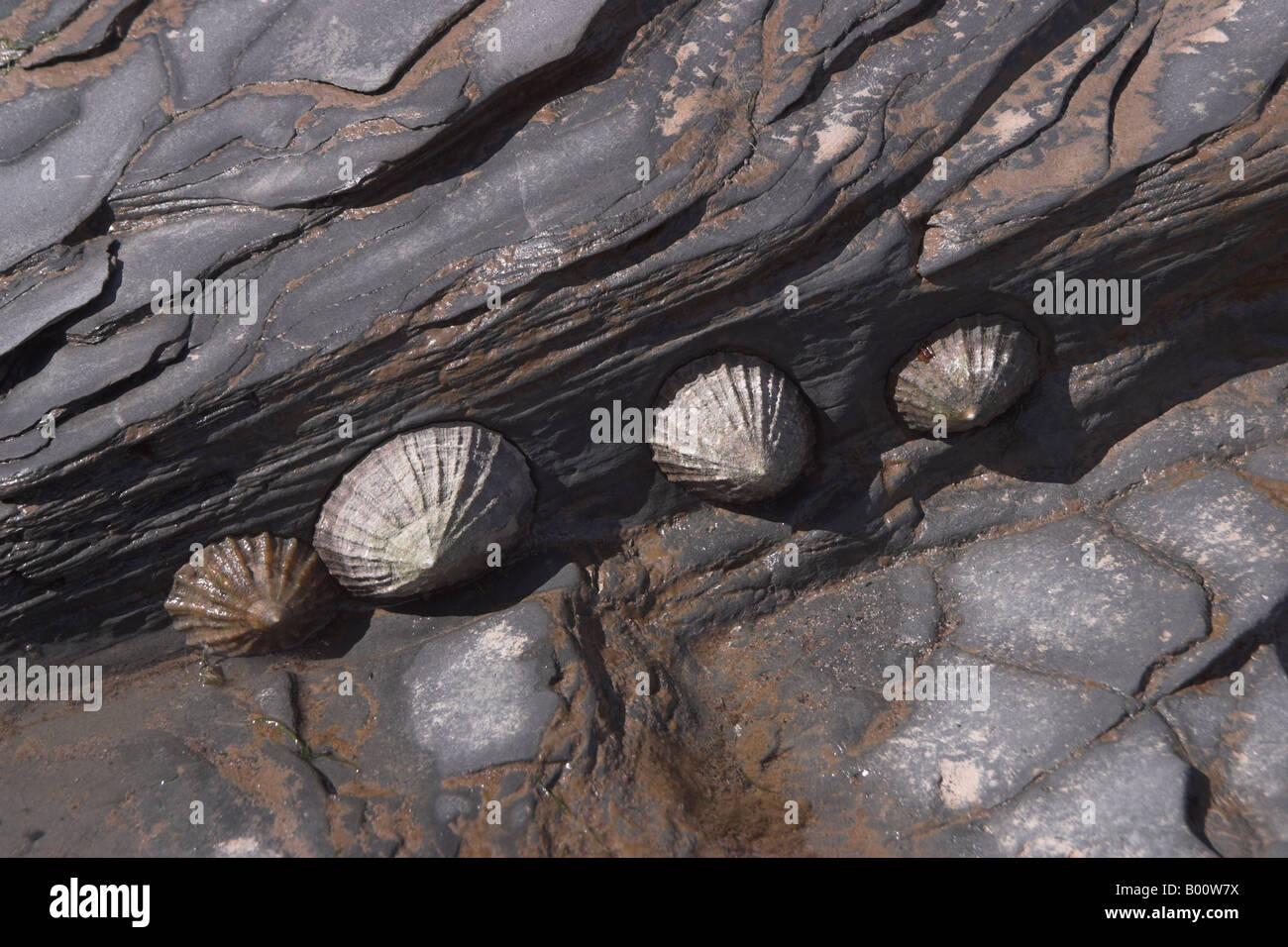 Limpets Patella vulgata on rocks. Somerset. UK Stock Photo