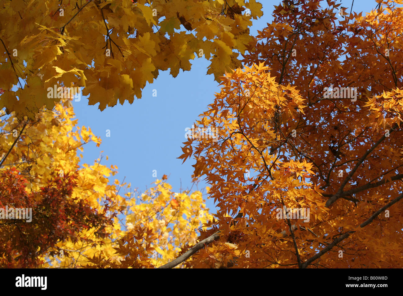 Yellow leaves of Norway maple (Acer platanoides) and orange leaves of Japanese maple (Acer palmatum) against a blue sky. Stock Photo
