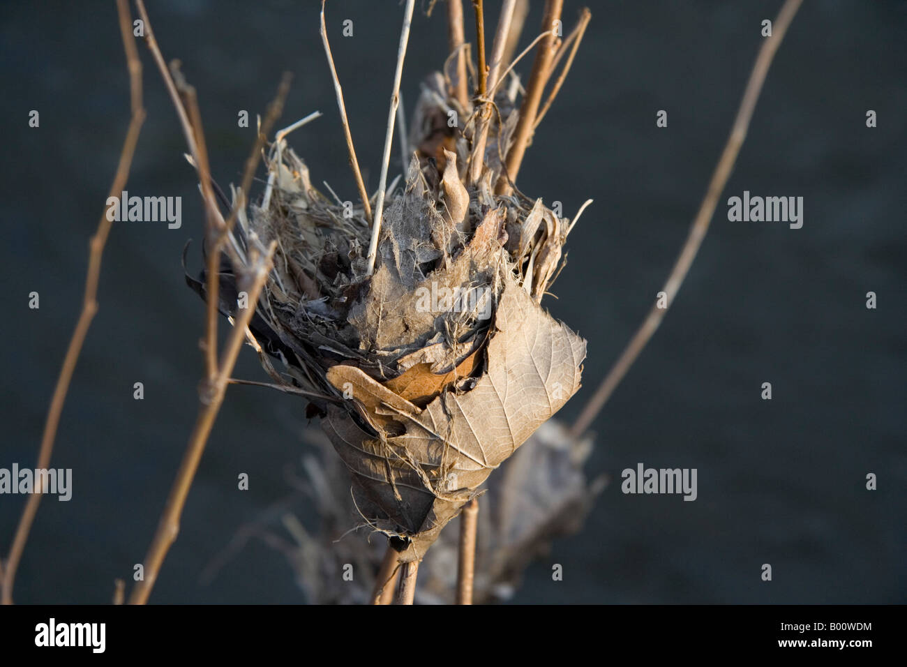 Leafs DuPage River Stock Photo