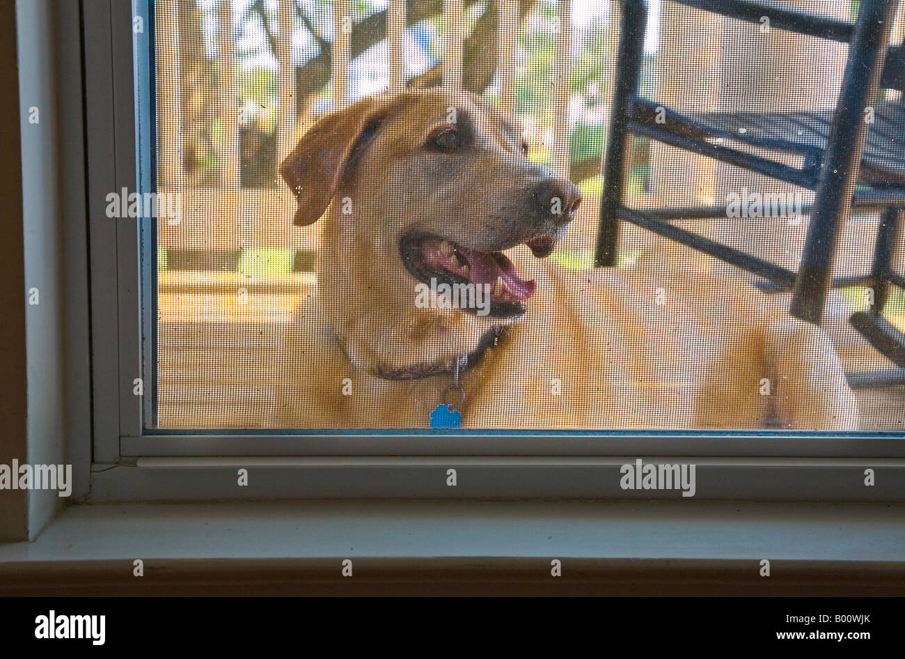 Yellow labrador retriever sitting on the front porch looking into the ...