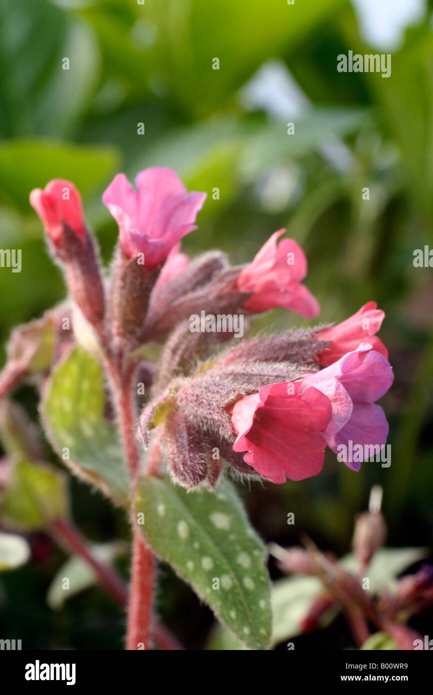 PULMONARIA VICTORIAN BROOCH Stock Photo