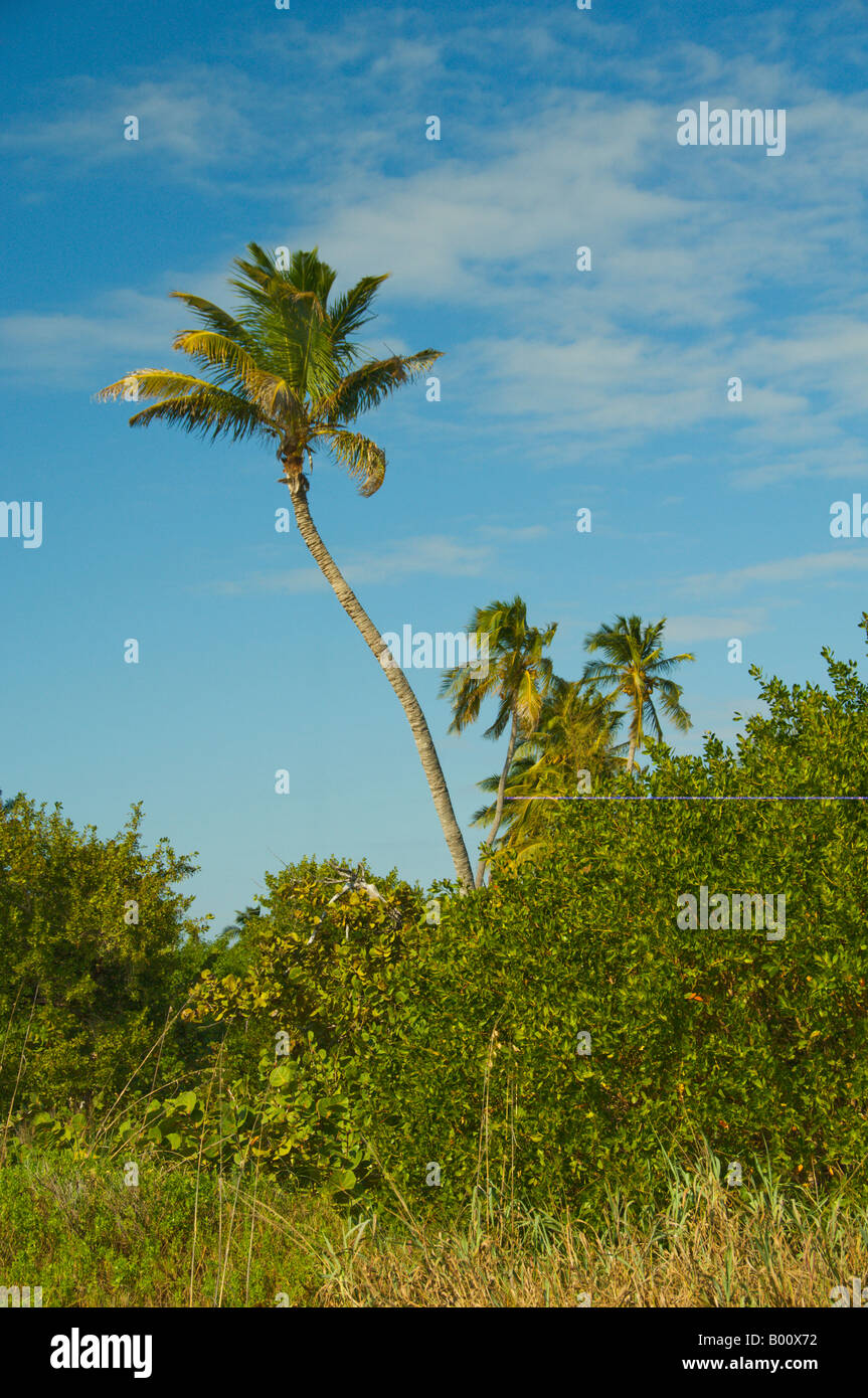 Native palm trees grows in the Grasslands of the Bailey Tract on