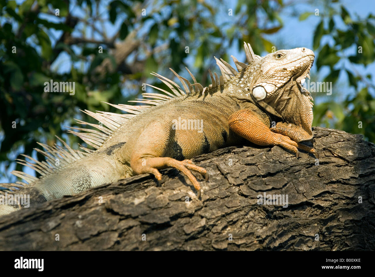 An iguana in the Parque del Centenario, Cartagena de Indias, Colombia Stock Photo