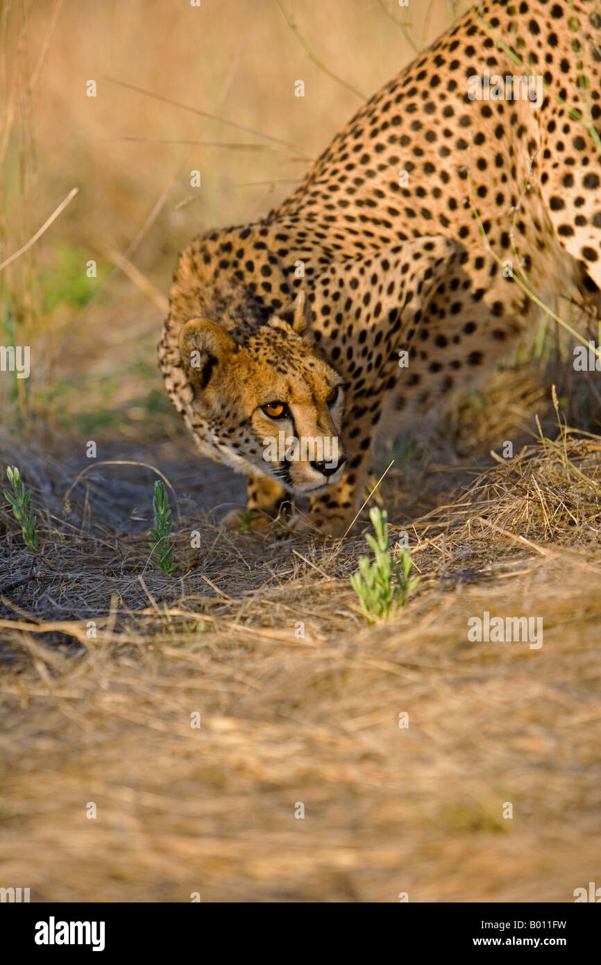 Namibia, Erongo Region, Damarland. A Cheetah ( Acinonyx jubatus). The