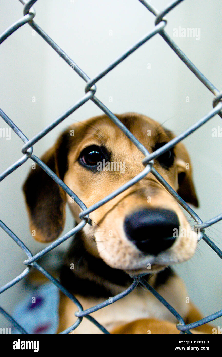 A beagle cross rescued and caged desperately wanting to be saved. Stock Photo