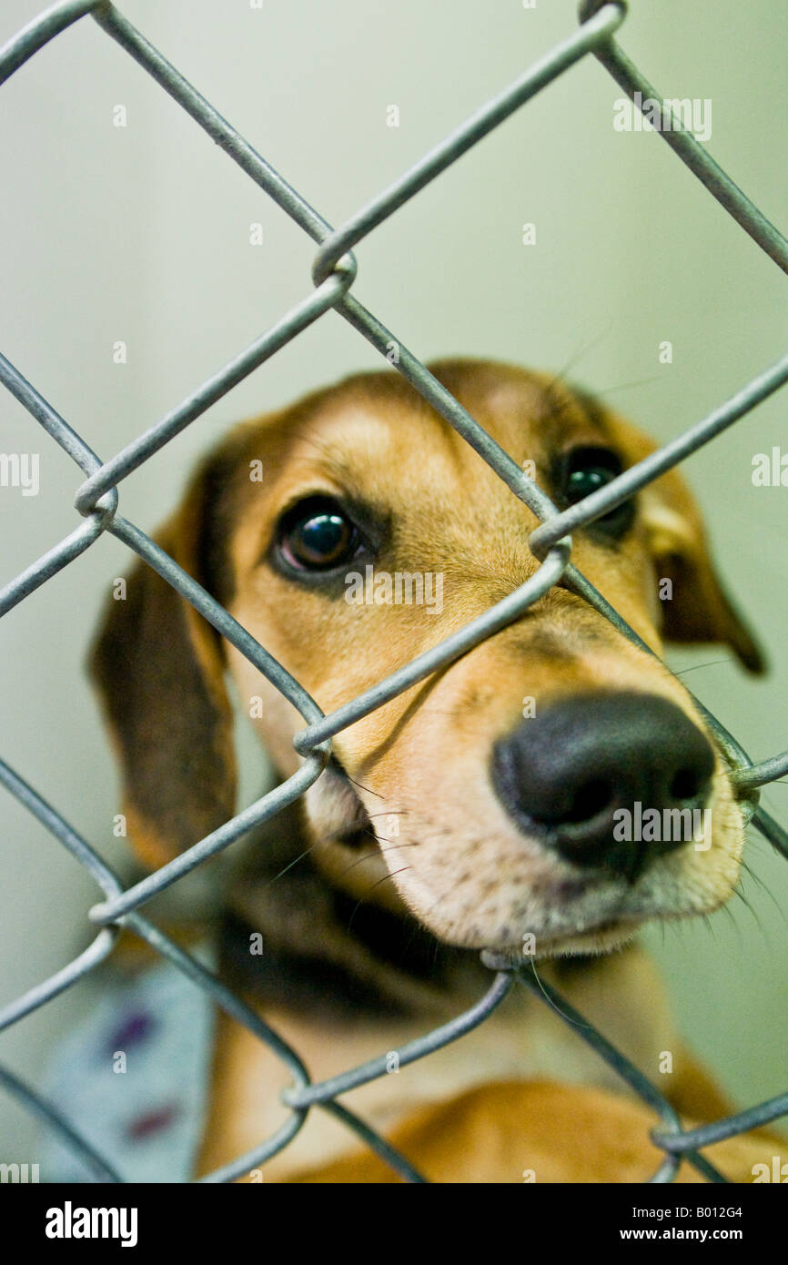 A beagle cross rescued and caged desperately wanting to be saved. Stock Photo