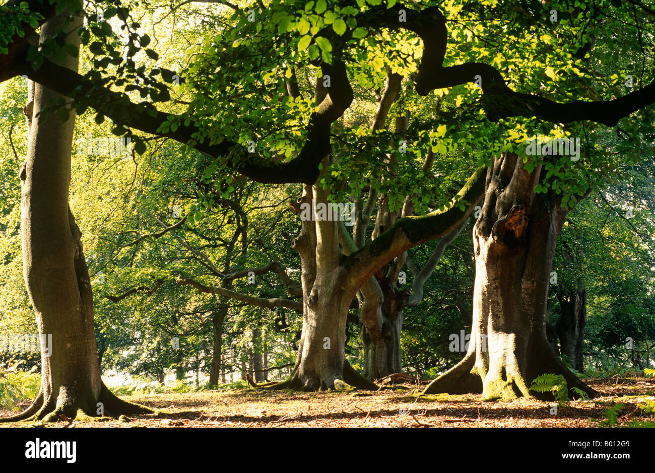 England, Hampshire, New Forest. Old Growth woodland in the New Forest