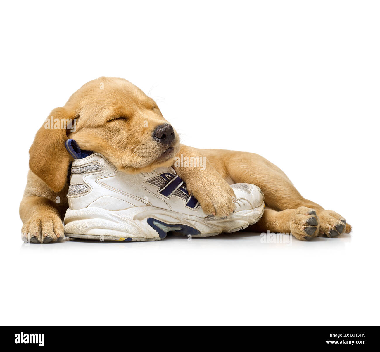 How Long Should A 9 Week Old Puppy Sleep