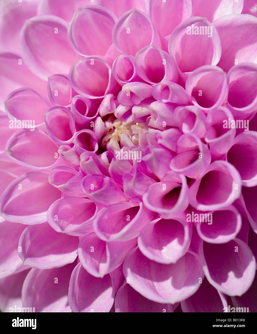 Andreas dahl hi-res stock photography and images - Alamy