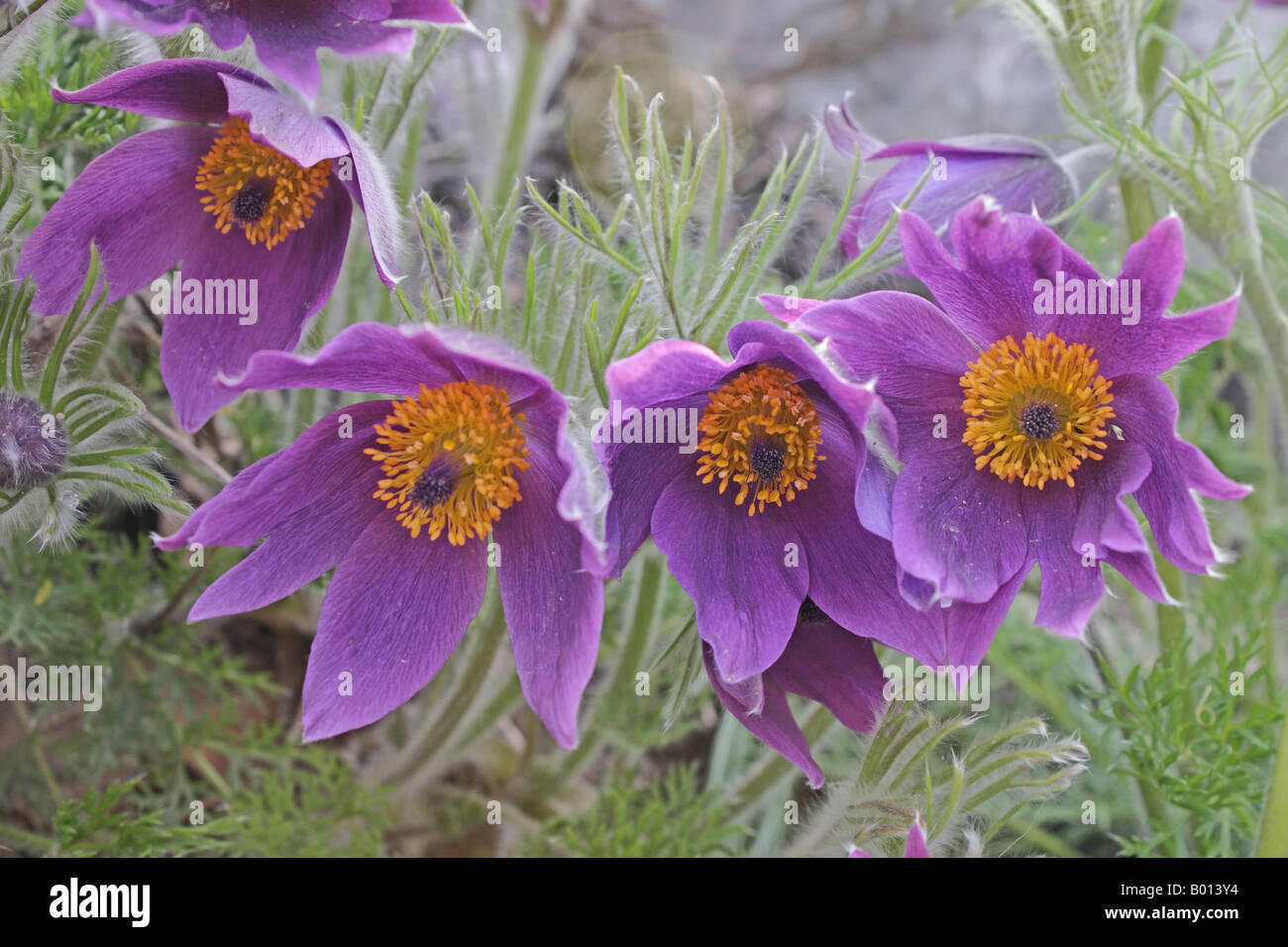 Pasque flowers blooming Pulsatilla vulgaris Stock Photo Alamy