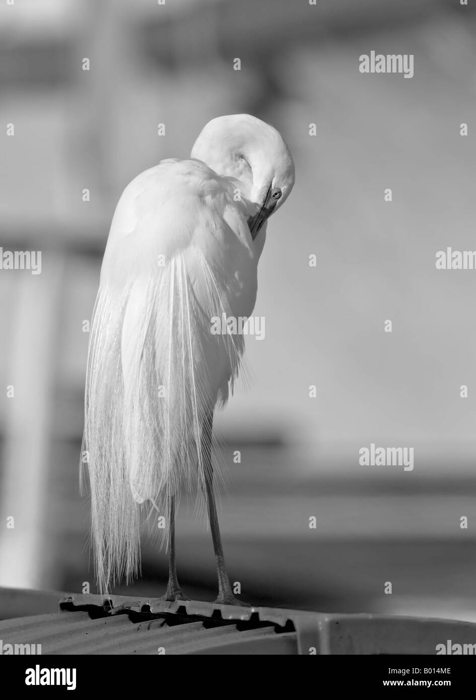Great White Egret with head tucked under wing, preparing for a long winter's nap.  Stock Photography by cahyman. Stock Photo