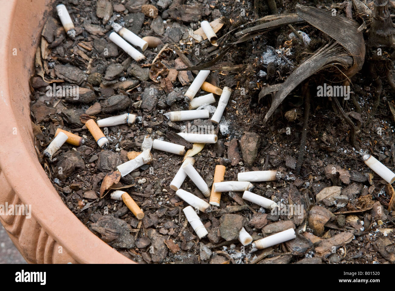Cigarette flower hi-res stock photography and images