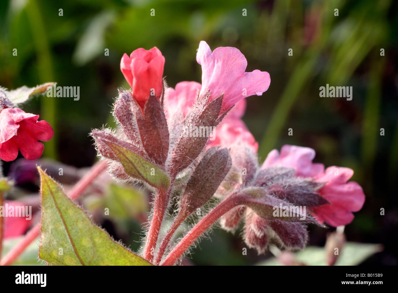 PULMONARIA VICTORIAN BROOCH Stock Photo