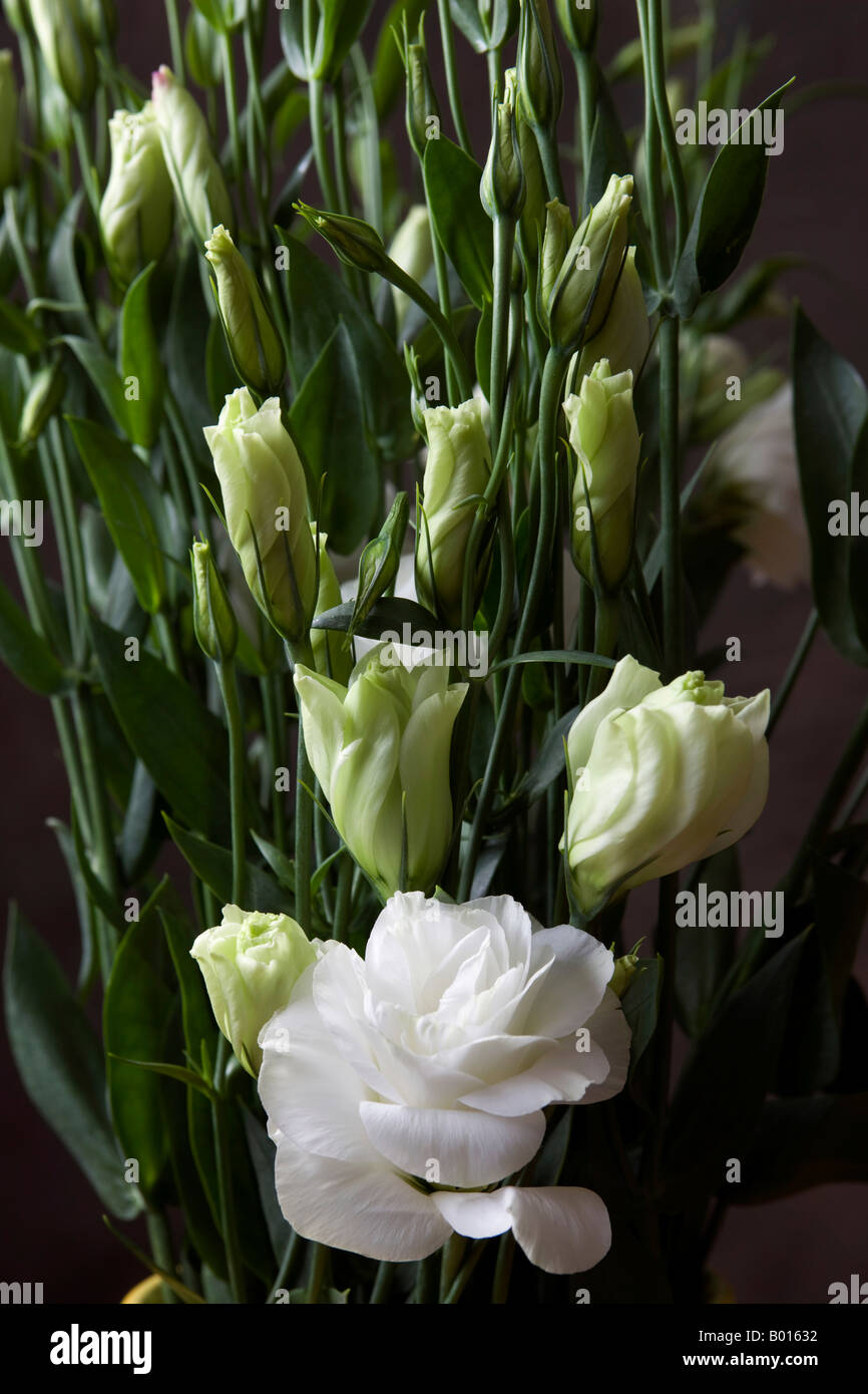 Lisianthus a type of white lily cultivated for use as cut flower displays for the home Stock Photo