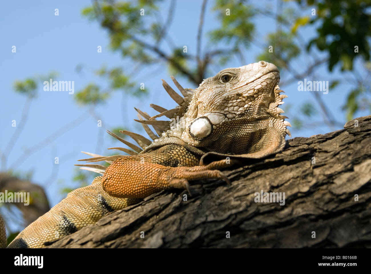 Reptiles de colombia hi-res stock photography and images - Alamy