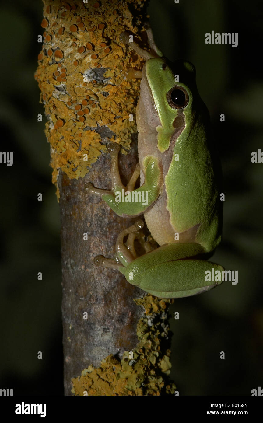 Italian Tree Frog Hyla intermedia Central Italy Stock Photo Alamy