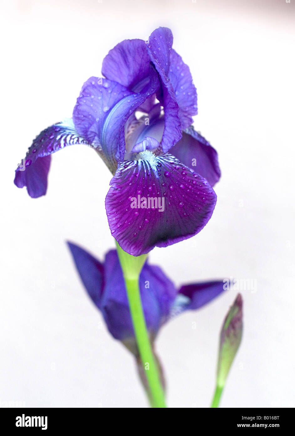 Close up of flowering Iris plant. Stock Photo