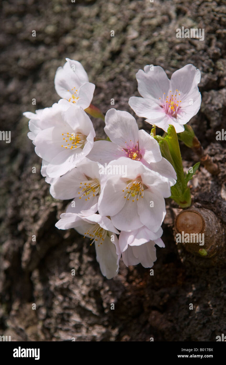 "A close up of a cherry blossom in full bloom Japan Stock Photo - Alamy