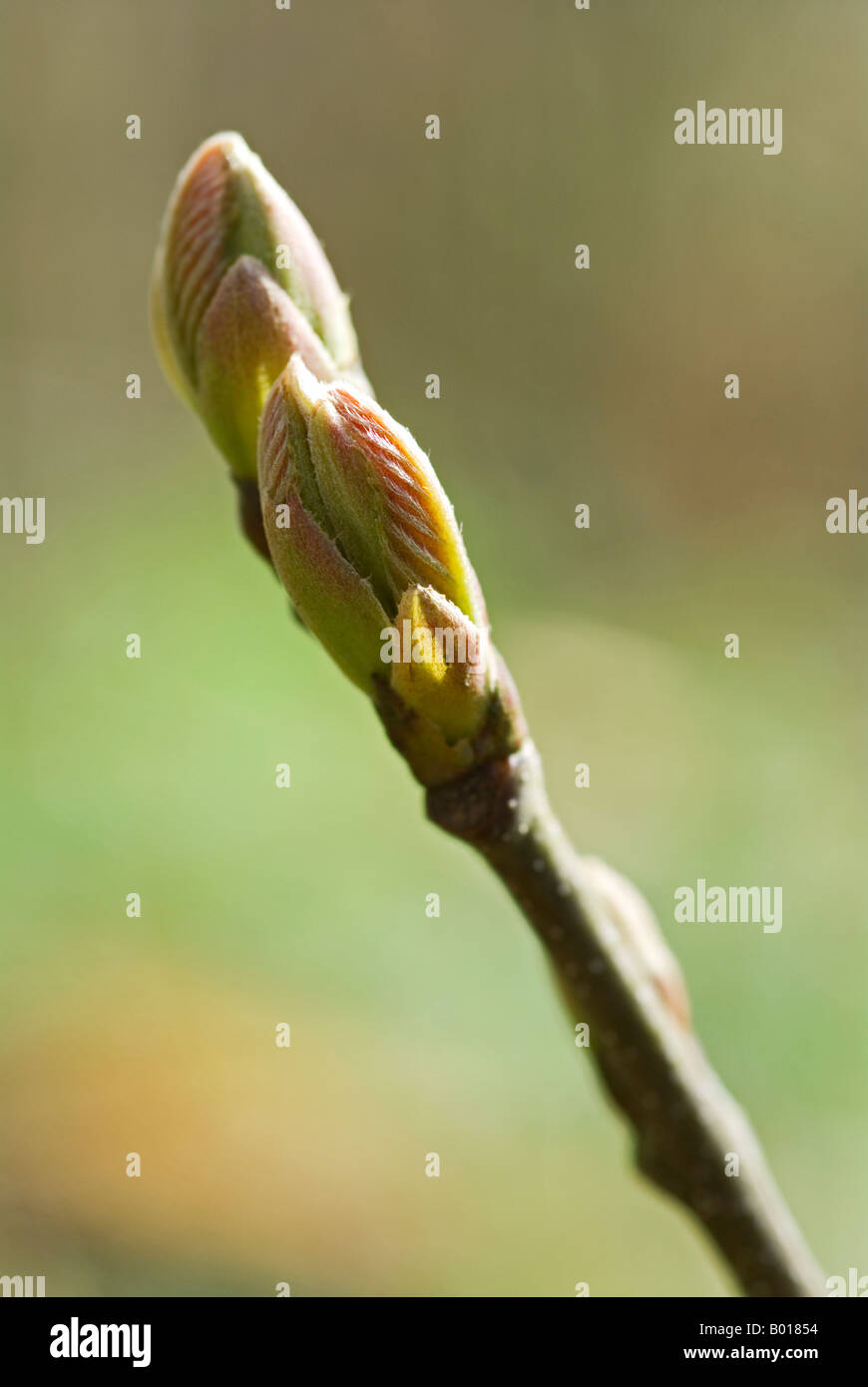 Sycamore sapling tree sapling hi-res stock photography and images - Alamy