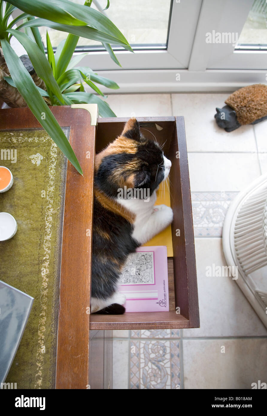 A CAT SLEEPING IN AN OPEN DRAWER IN THE BEDROOM Stock Photo Alamy