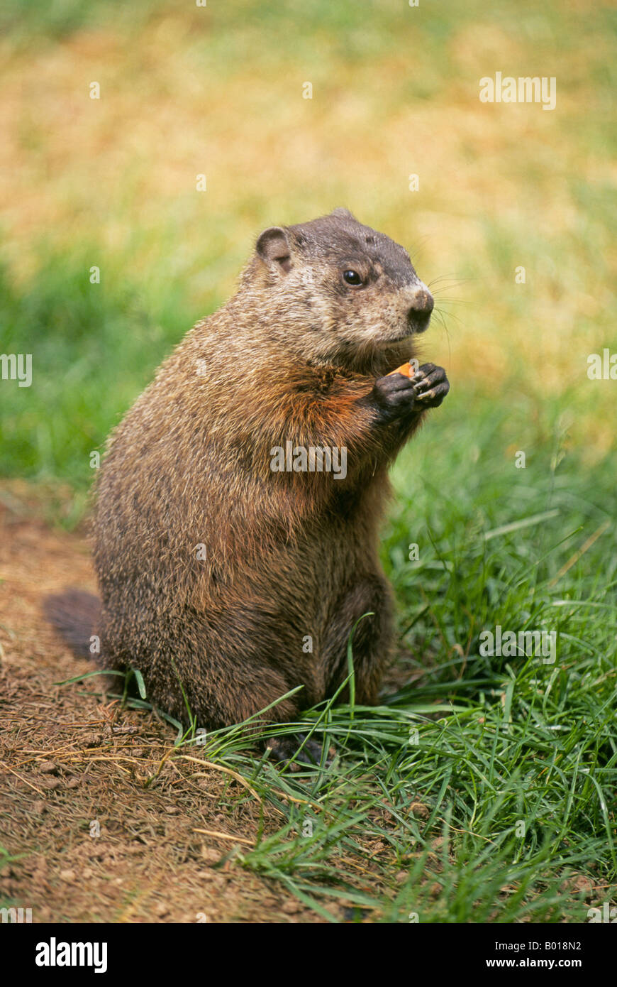 Portrait of a common Woodchuck Marmota monax or groundhog Stock Photo