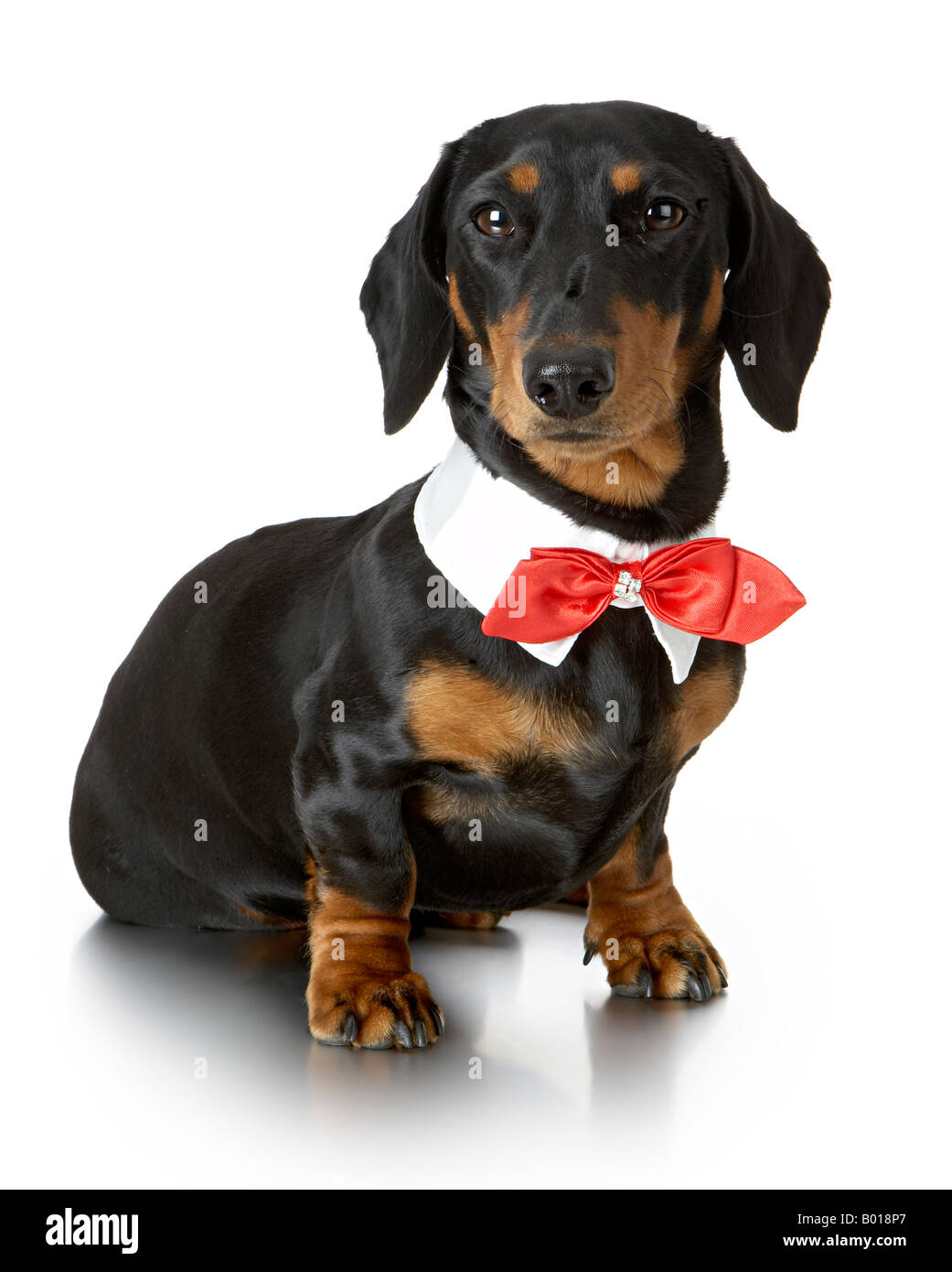 daschund in bow tie collar Stock Photo