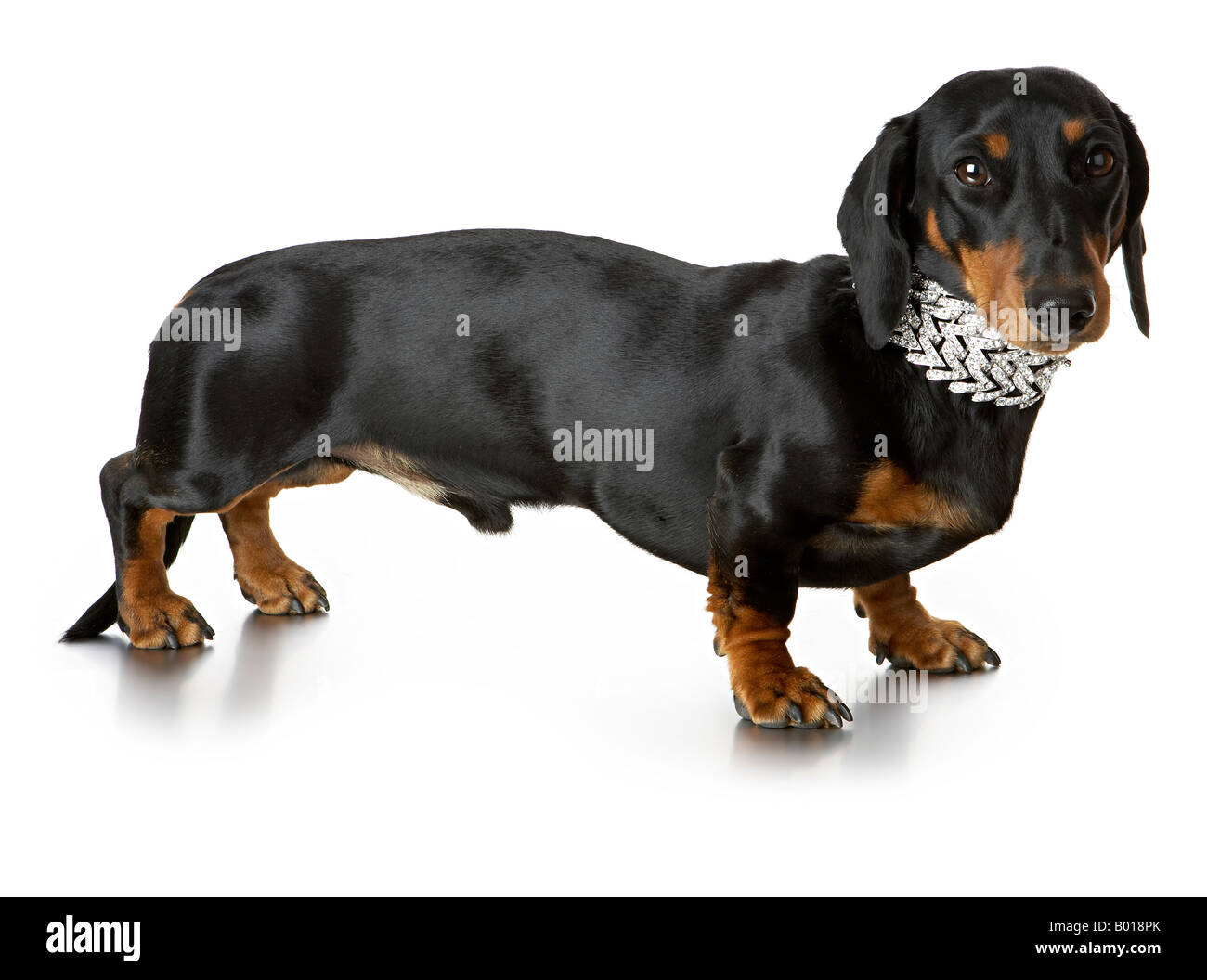 daschund diamond necklace Stock Photo