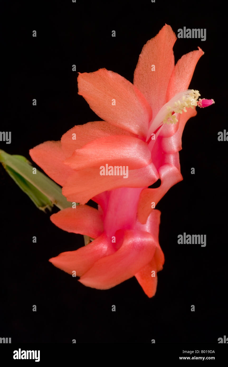 Flower of christmas cactus Stock Photo