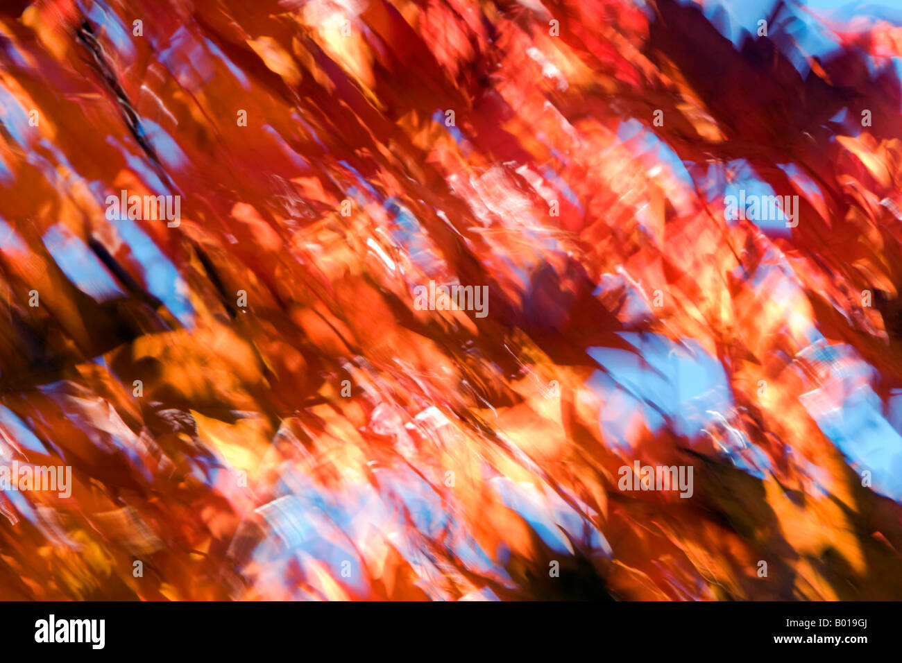 Autumn leaves blowing in the wind Stock Photo Alamy