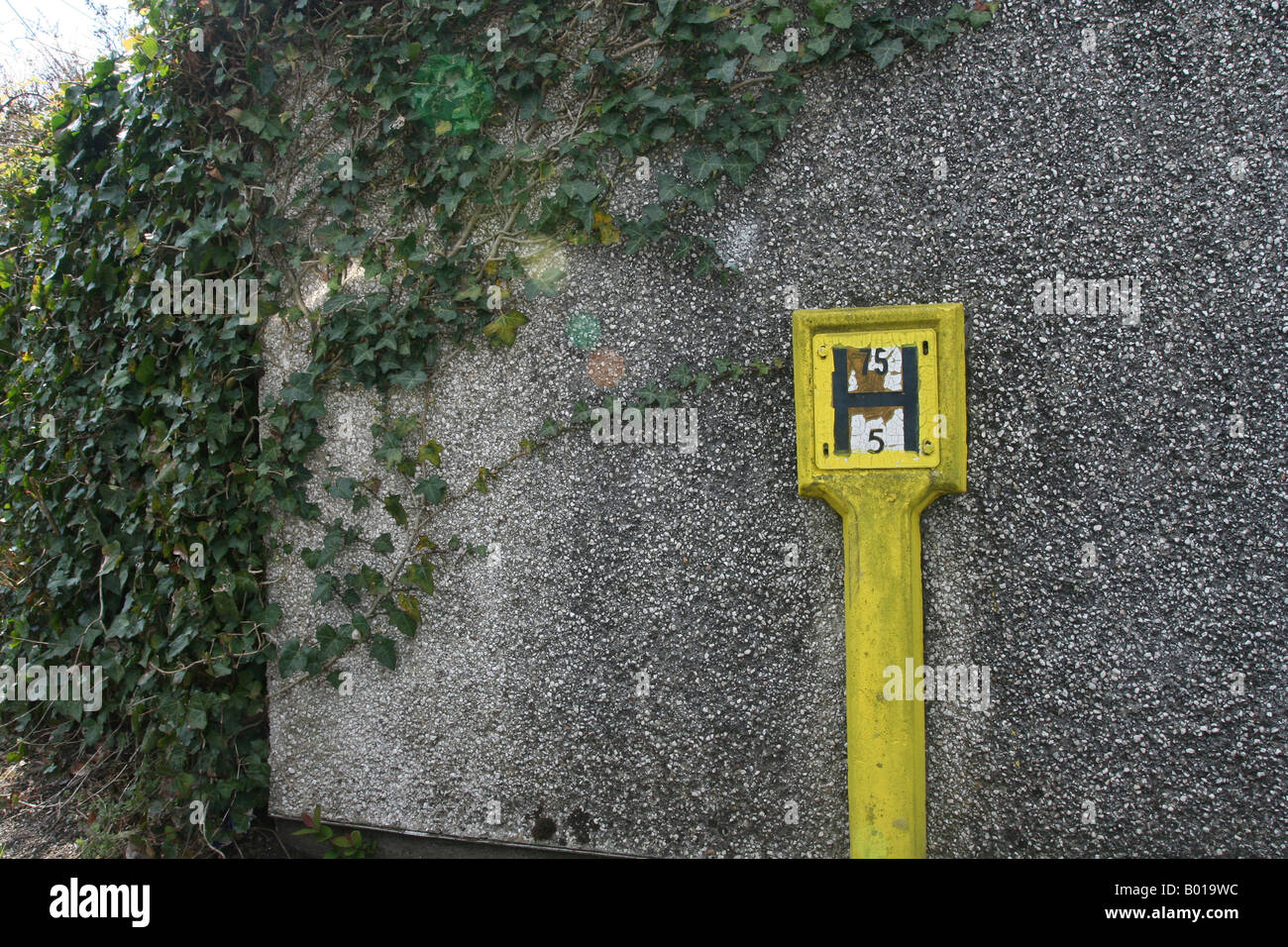 Yellow fire hydrant against pebble dashing with ivy Stock Photo
