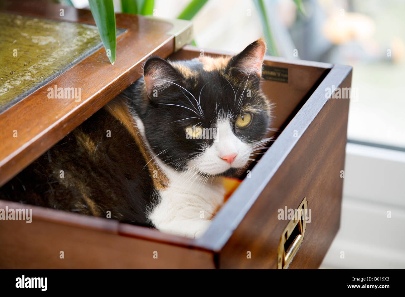 A CAT SLEEPING IN AN OPEN DRAWER IN THE BEDROOM Stock Photo Alamy