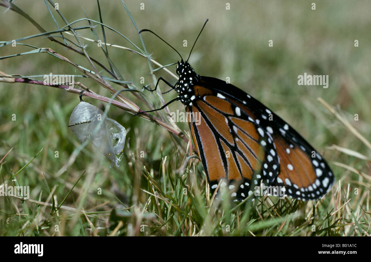 Butterfly leaving cocoon hires stock photography and images Alamy