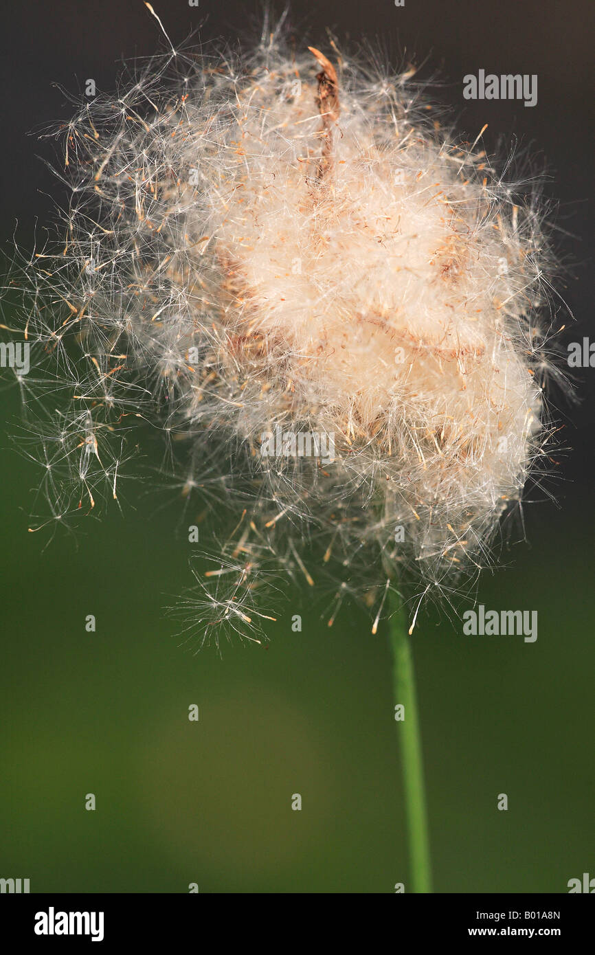 Reed flower Surrey England Stock Photo Alamy