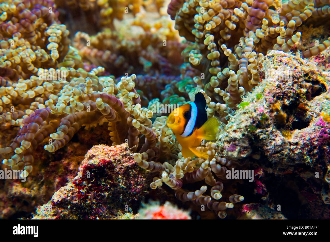 The Sebae Anemonefish or Clownfish appears to shout a warning to keep away from his Beaded Anamone home at Mushimasmingili Thila Stock Photo
