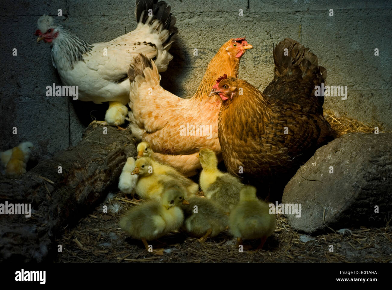 Stock photo of mother hens in the henhouse Two of the birds have hatched chicks and the other hen has hatched geese eggs Stock Photo