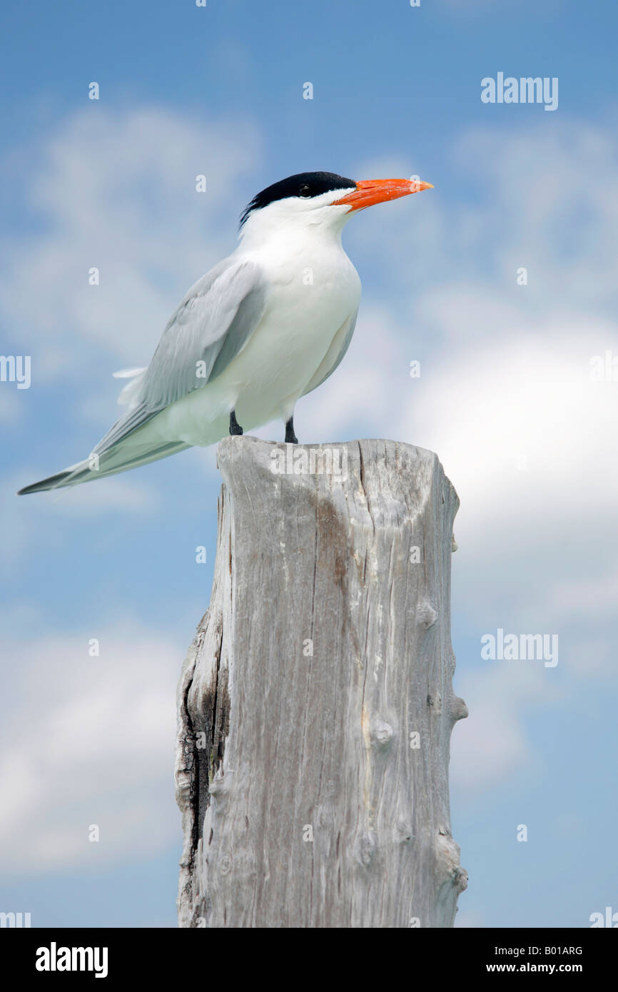 Royal Tern on Isla Mujeres, Mexico Stock Photo