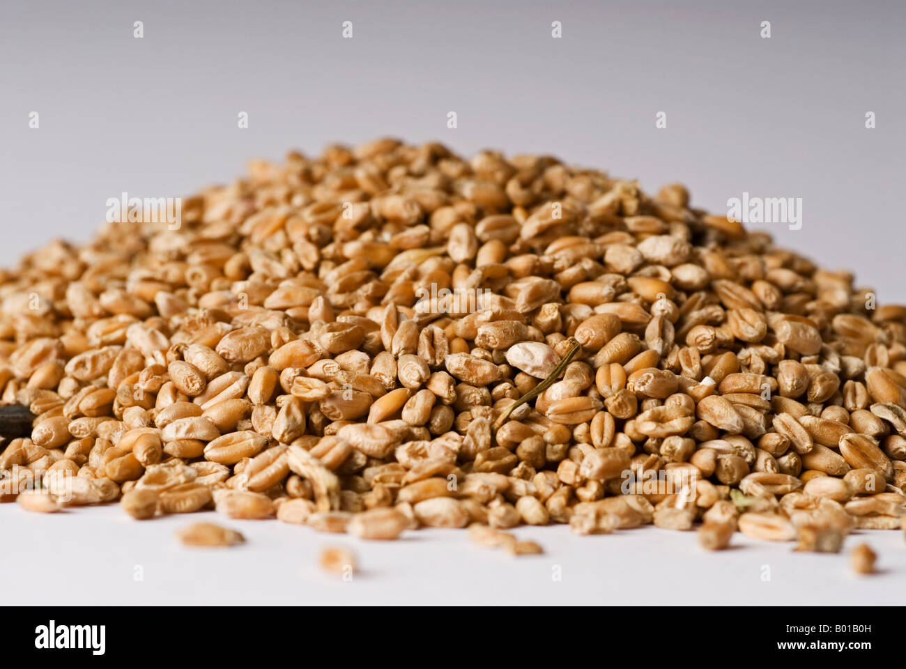 Stock photo of a pile of wheat grain taken against a white background ...
