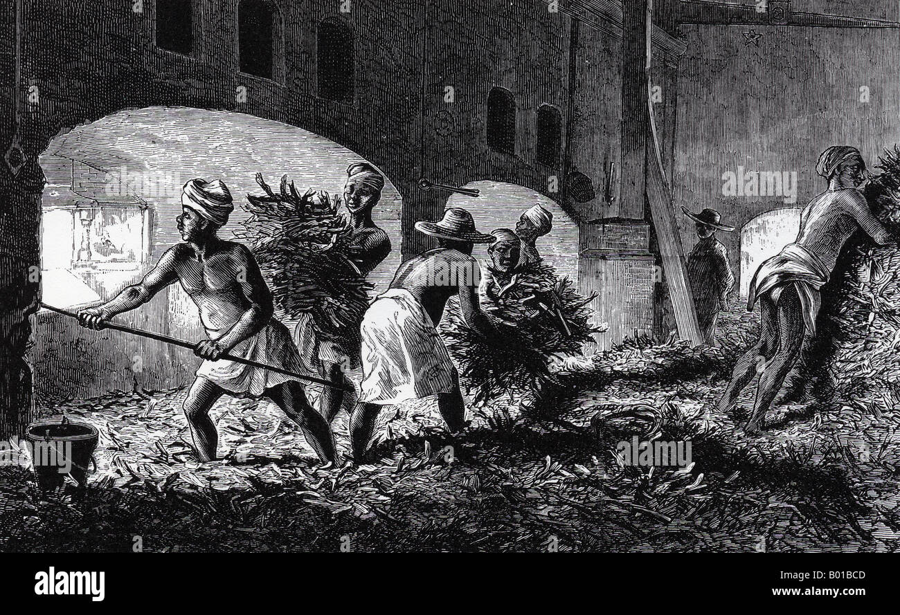 SLAVES on a Brazilian sugar plantation about 1830 feeding crushed cane
