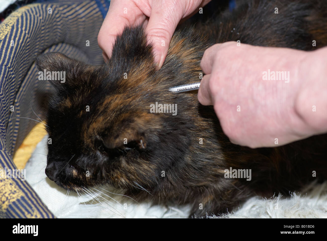 Giving a Caninsulin injection for diabetes to an elderly cat Stock