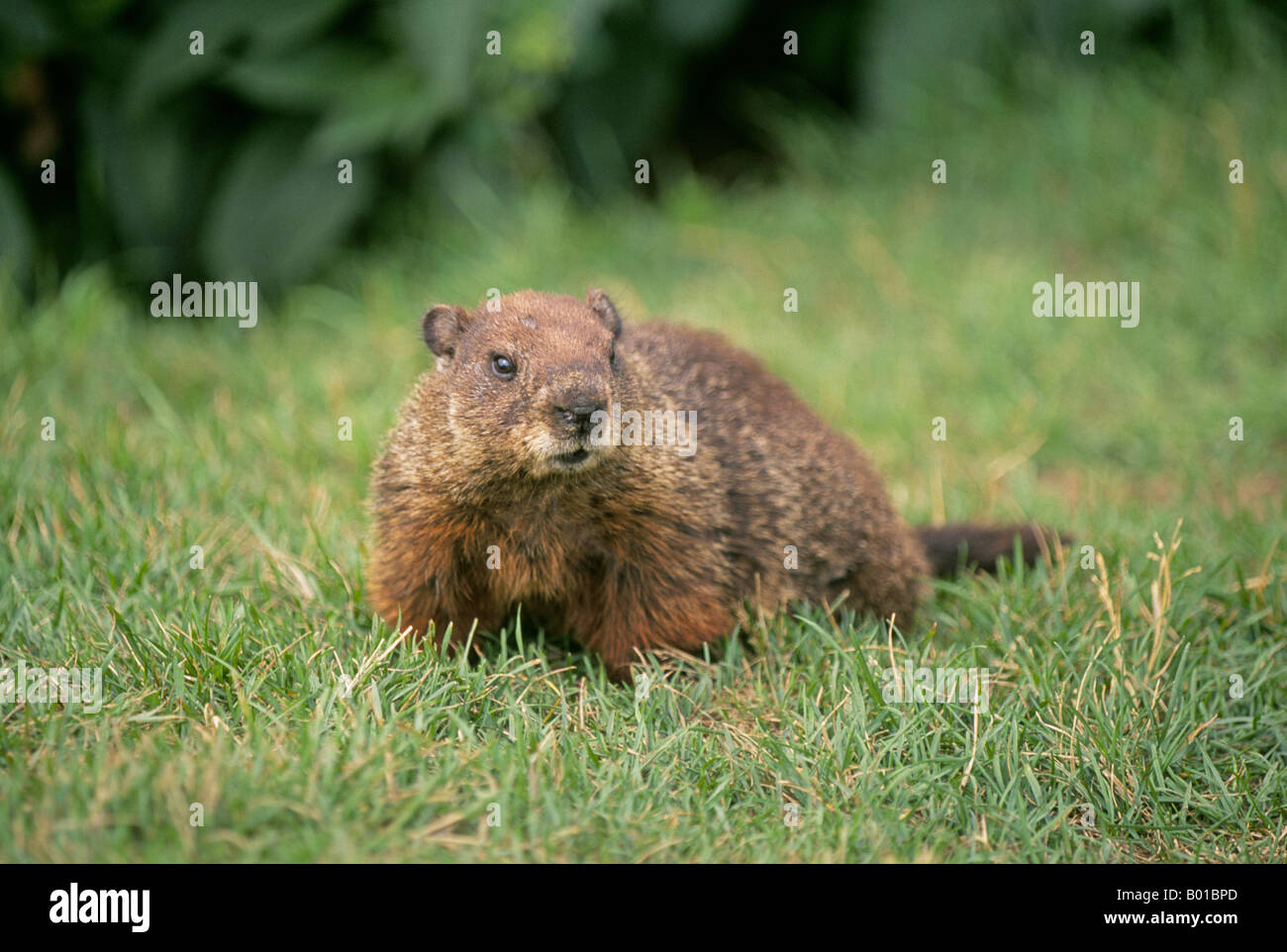 Woodchuck hires stock photography and images Alamy