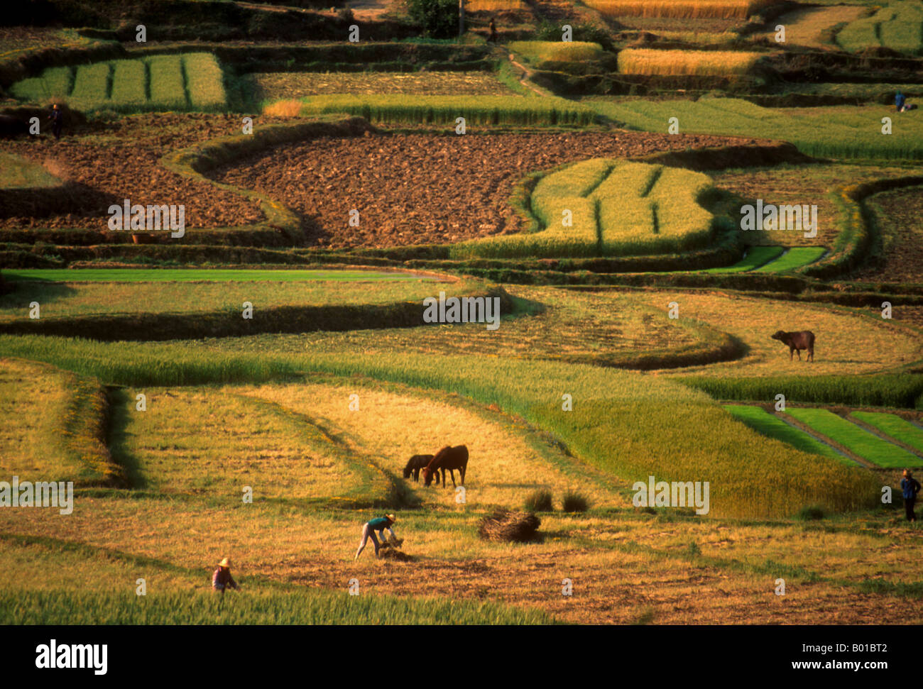 Farmers in fields near Dali in Yunnan province during harvest season Stock Photo