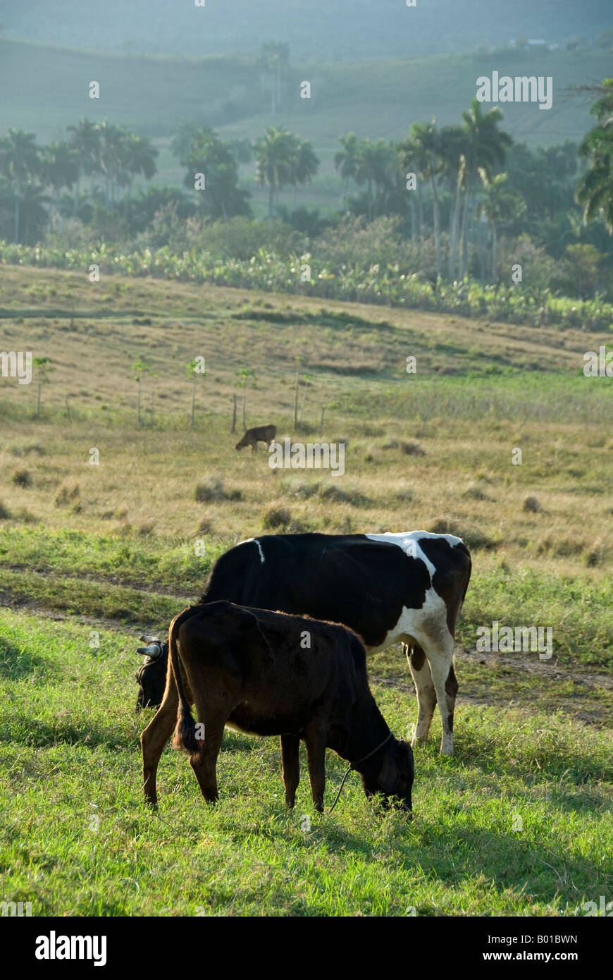 Rural scene grazing cow hi-res stock photography and images - Alamy