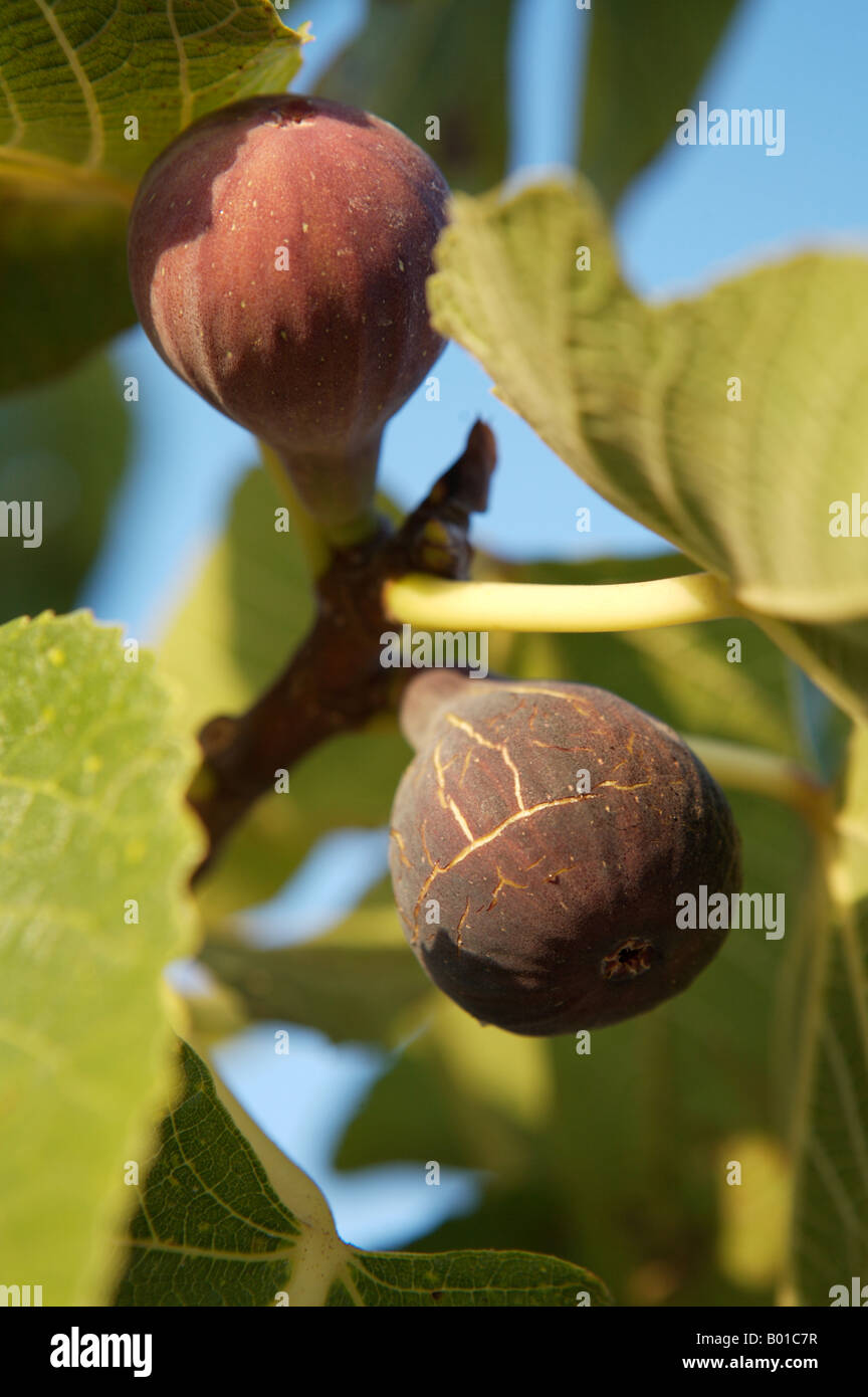 Figs ripening, COMMON NAME: Figs LATIN NAME: Ficus carica Stock Photo
