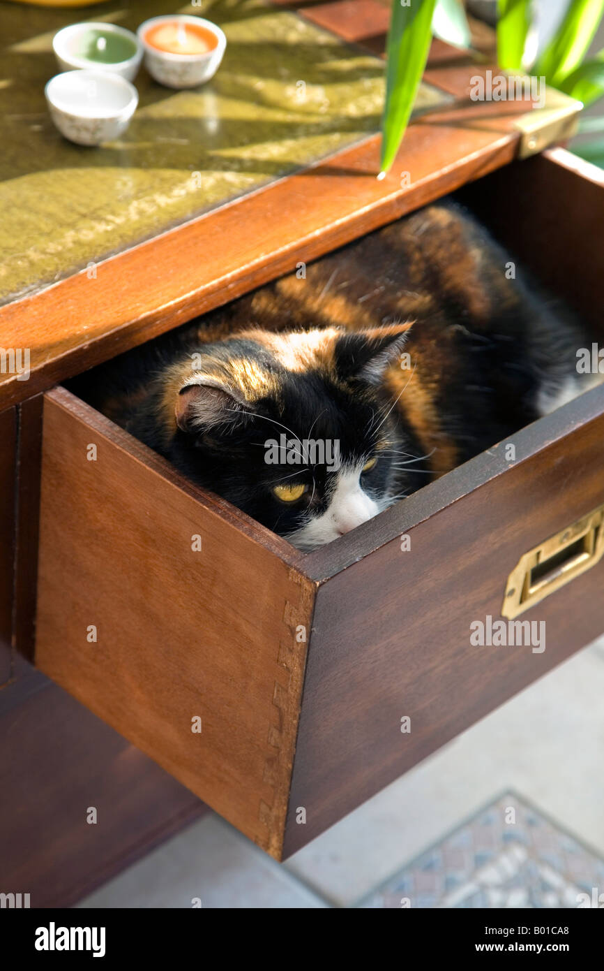 A CAT SLEEPING IN AN OPEN DRAWER IN THE BEDROOM Stock Photo Alamy